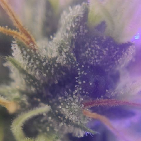 1 - Rock Baby - OG Kush growlog timeline photo