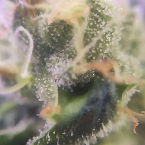 1 - Rock Baby - OG Kush growlog timeline photo