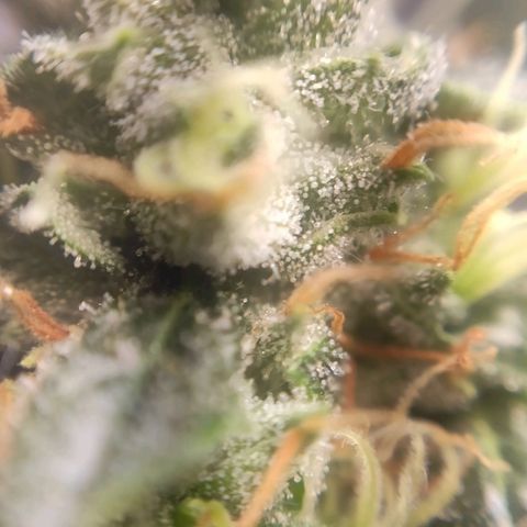 1 - Rock Baby - OG Kush growlog timeline photo