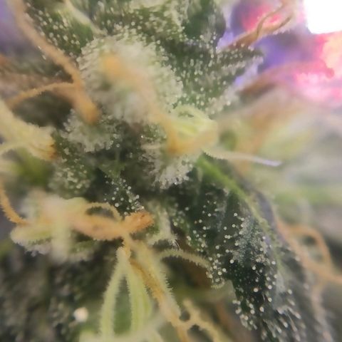 1 - Rock Baby - OG Kush growlog timeline photo