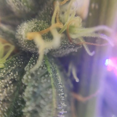 1 - Rock Baby - OG Kush growlog timeline photo