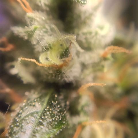 1 - Rock Baby - OG Kush growlog timeline photo