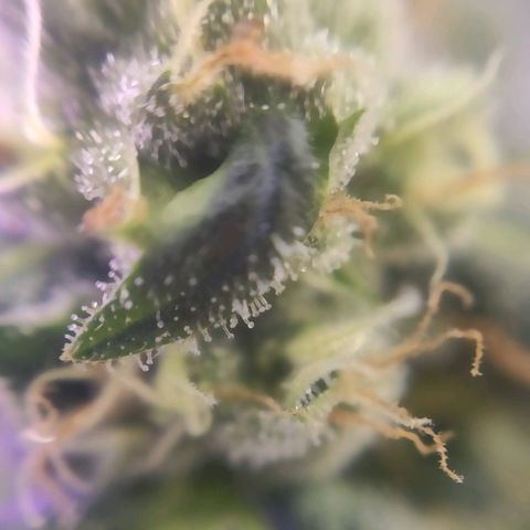 1 - Rock Baby - OG Kush growlog timeline photo