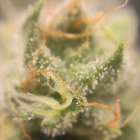 1 - Rock Baby - OG Kush growlog timeline photo