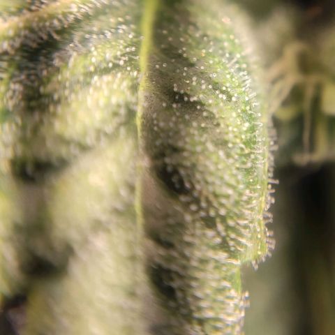 1 - Rock Baby - OG Kush growlog timeline photo