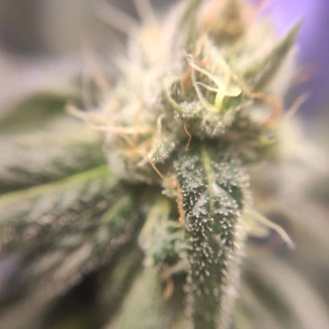 1 - Rock Baby - OG Kush growlog timeline photo