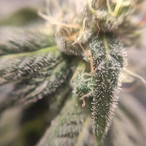 1 - Rock Baby - OG Kush growlog timeline photo