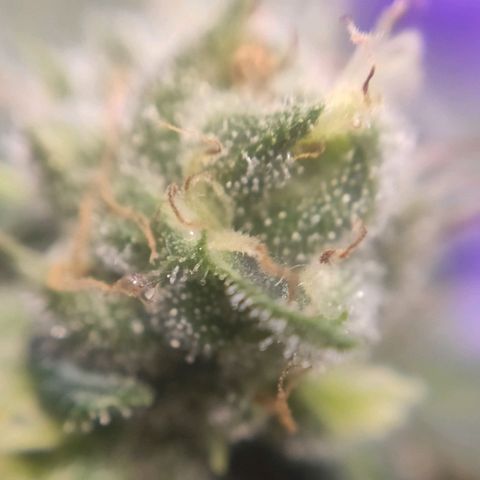 1 - Rock Baby - OG Kush growlog timeline photo