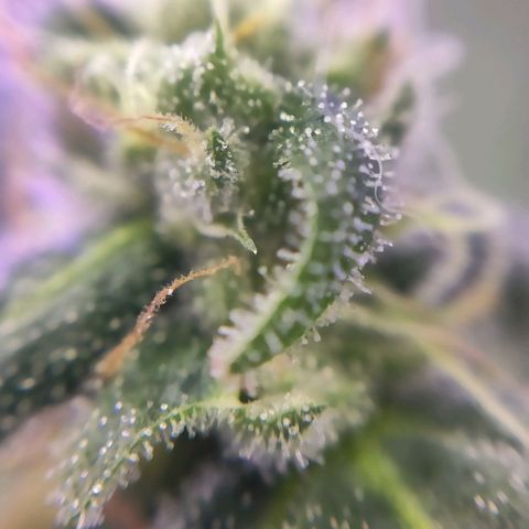 1 - Rock Baby - OG Kush growlog timeline photo