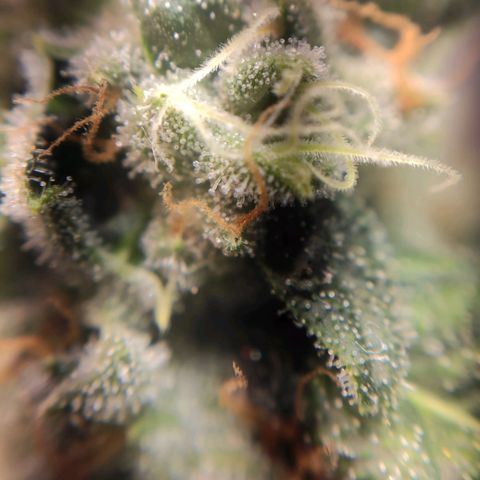 1 - Rock Baby - OG Kush growlog timeline photo