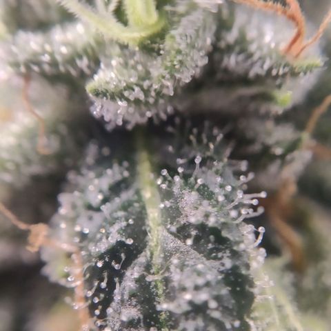 1 - Rock Baby - OG Kush growlog timeline photo