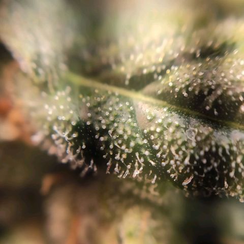 1 - Rock Baby - OG Kush growlog timeline photo