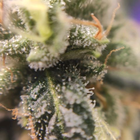 1 - Rock Baby - OG Kush growlog timeline photo