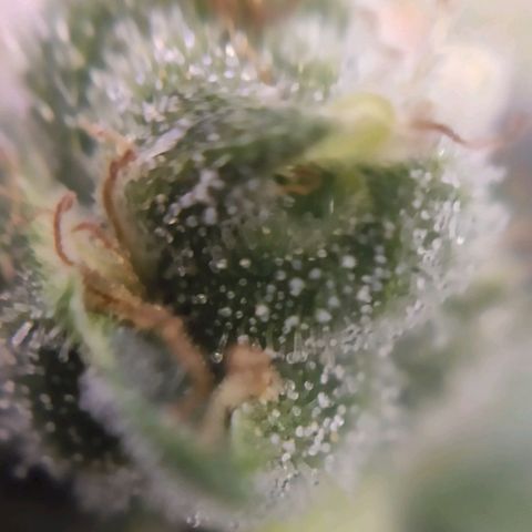 1 - Rock Baby - OG Kush growlog timeline photo