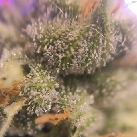 1 - Rock Baby - OG Kush growlog timeline photo