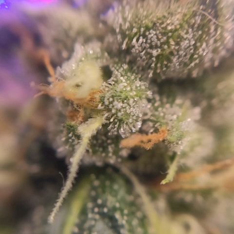 1 - Rock Baby - OG Kush growlog timeline photo