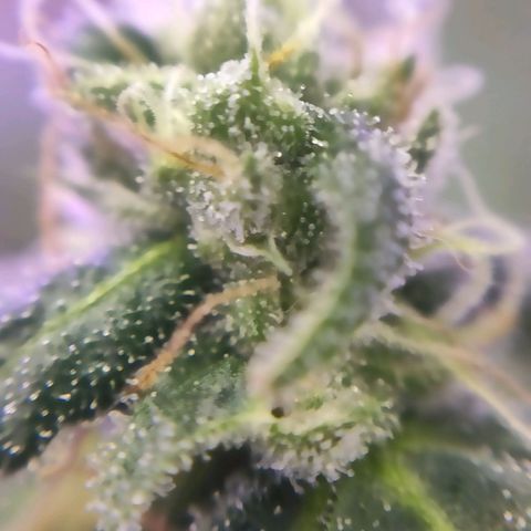 1 - Rock Baby - OG Kush growlog timeline photo