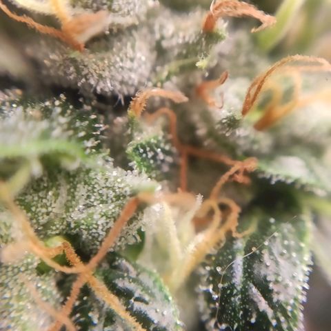 1 - Rock Baby - OG Kush growlog timeline photo