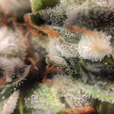 1 - Rock Baby - OG Kush growlog timeline photo