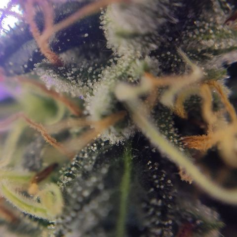 1 - Rock Baby - OG Kush growlog timeline photo