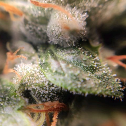 1 - Rock Baby - OG Kush growlog timeline photo