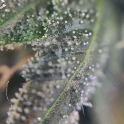 1 - Rock Baby - OG Kush growlog timeline photo