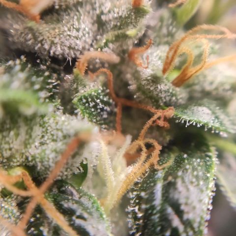 1 - Rock Baby - OG Kush growlog timeline photo