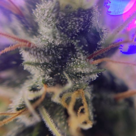 1 - Rock Baby - OG Kush growlog timeline photo