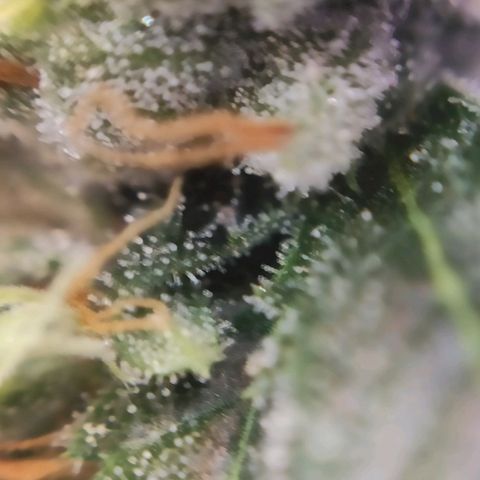 1 - Rock Baby - OG Kush growlog timeline photo