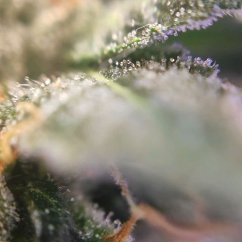 1 - Rock Baby - OG Kush growlog timeline photo