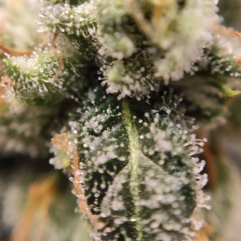 1 - Rock Baby - OG Kush growlog timeline photo