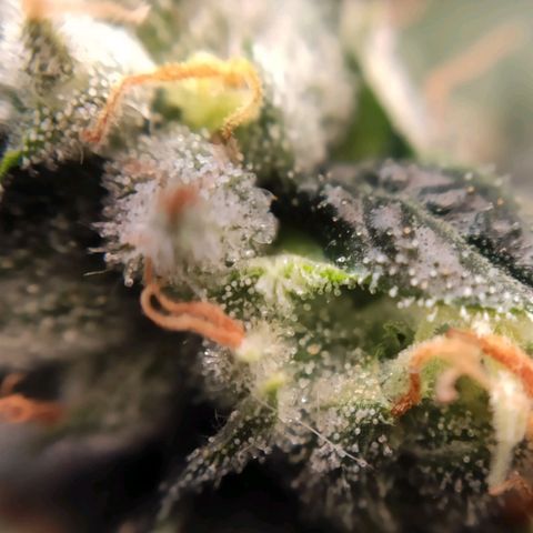 1 - Rock Baby - OG Kush growlog timeline photo