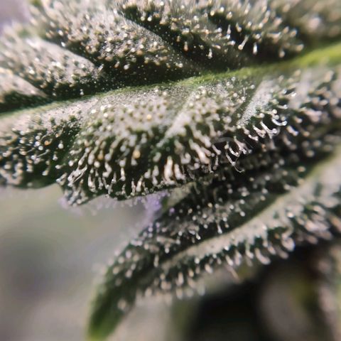 1 - Rock Baby - OG Kush growlog timeline photo