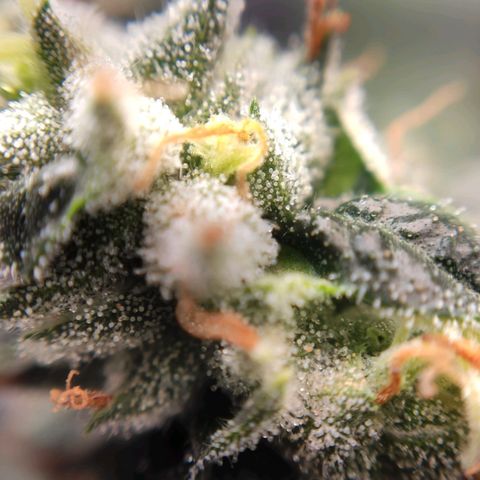 1 - Rock Baby - OG Kush growlog timeline photo