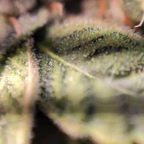 1 - Rock Baby - OG Kush growlog timeline photo