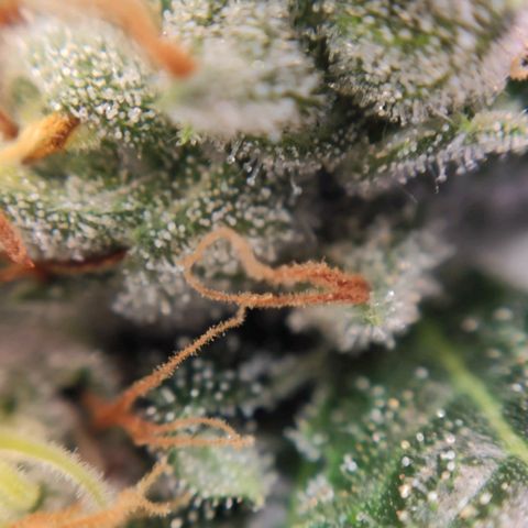 1 - Rock Baby - OG Kush growlog timeline photo