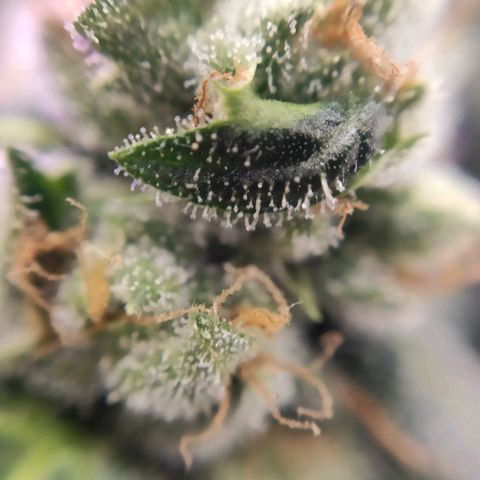 1 - Rock Baby - OG Kush growlog timeline photo