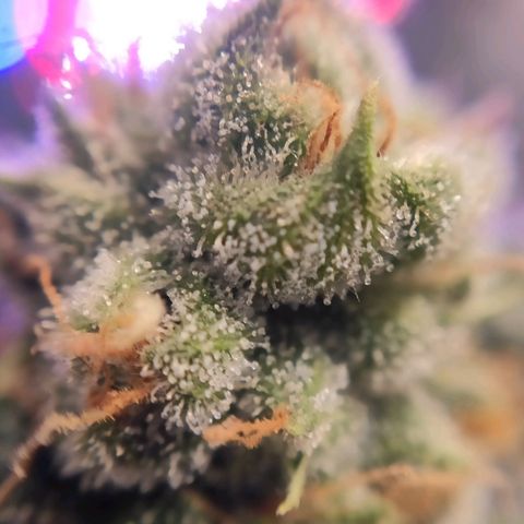 1 - Rock Baby - OG Kush growlog timeline photo