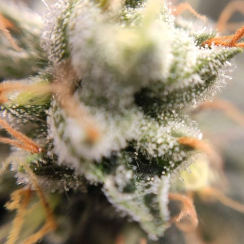 1 - Rock Baby - OG Kush growlog timeline photo
