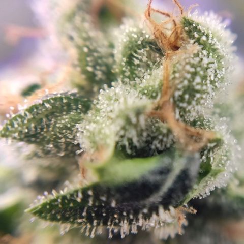 1 - Rock Baby - OG Kush growlog timeline photo