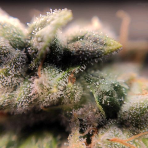 1 - Rock Baby - OG Kush growlog timeline photo