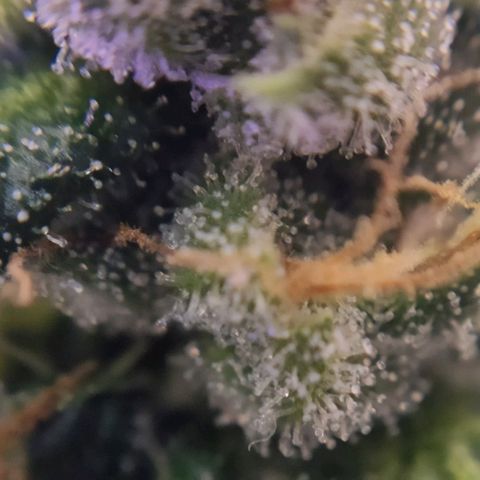1 - Rock Baby - OG Kush growlog timeline photo