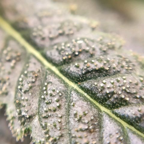 1 - Rock Baby - OG Kush growlog timeline photo