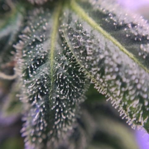 1 - Rock Baby - OG Kush growlog timeline photo
