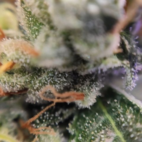 1 - Rock Baby - OG Kush growlog timeline photo