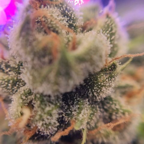 1 - Rock Baby - OG Kush growlog timeline photo