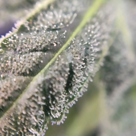 1 - Rock Baby - OG Kush growlog timeline photo