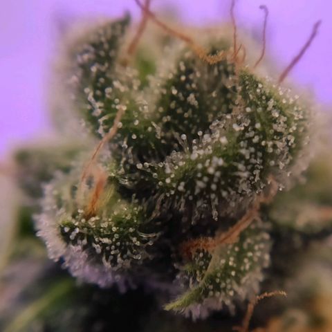 1 - Rock Baby - OG Kush growlog timeline photo