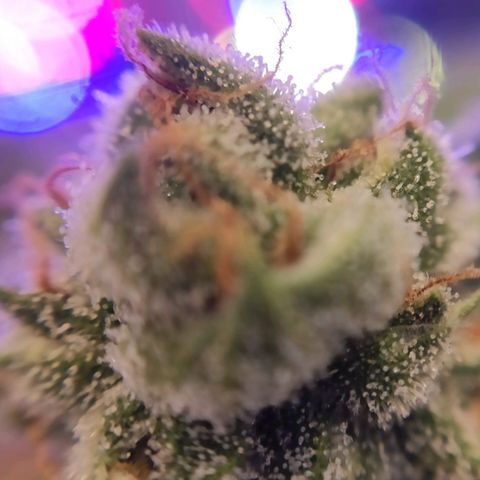 1 - Rock Baby - OG Kush growlog timeline photo