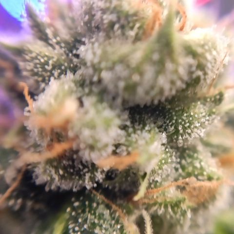 1 - Rock Baby - OG Kush growlog timeline photo